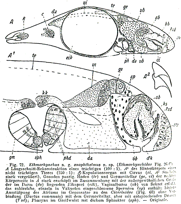 Ethmorhynchus anophthalmus