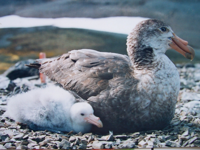 Southern Giant Petrel & chick