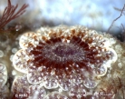 Botryllus schlosseri (Pallas, 1766), author: S. Weritz Botryllus schlosseri (Pallas, 1766), author: S. Weritz
