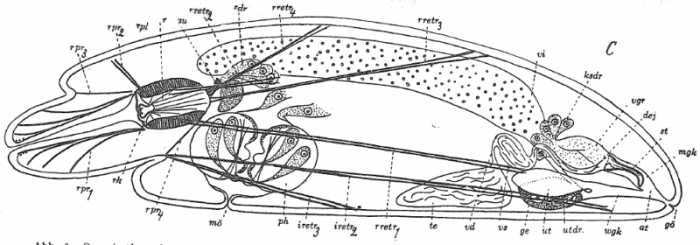 P. campylostylus