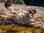 Chinese wolhandkrab - Eriocheir sinensis 