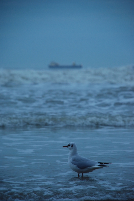 Black-headed gull - Larus ridibundus