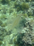 Ctenophora (Sea gooseberries)