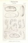 Argilloecia cylindrica from Sars_1923_An account of the Crustacea of Norway_Ostracoda_Parts III u IV