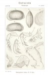 Hemicythere villosa from Sars, 1925_An account of the Crustacea of Norway_Ostracoda_Parts XI u XII