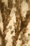 detail van Bugula stolonifera