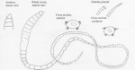 Tubificoides heterochaetus, author: Worsfold, Tim Tubificoides heterochaetus, author: Worsfold, Tim