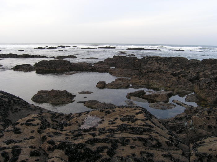 Mussels and barnacles