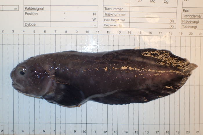 Gelatinous snailfish - male