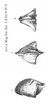Cytheropteron inornatum Brady, 1872 from original description