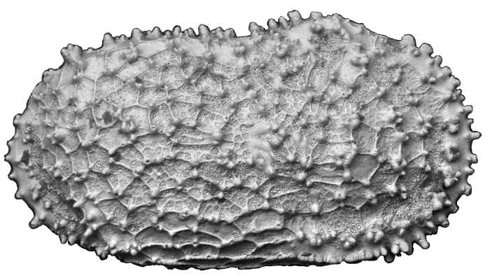 Paralectotype of Cythere dasyderma Brady, 1880