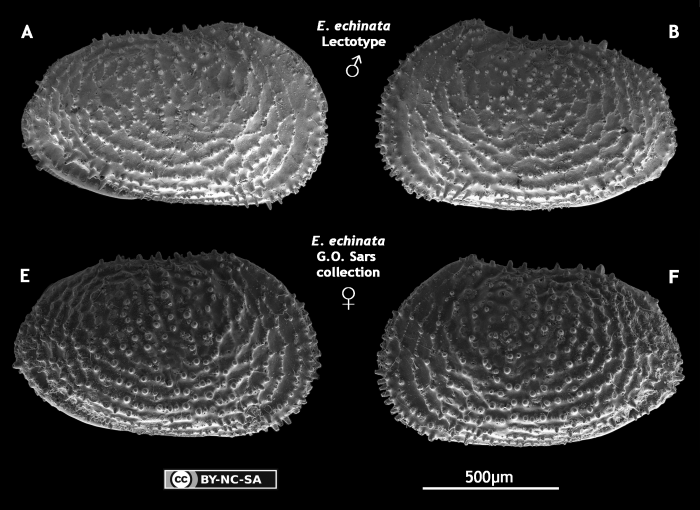 Echinocythereis echinata Sars, 1866 from Brandão & Karanovic, 2015