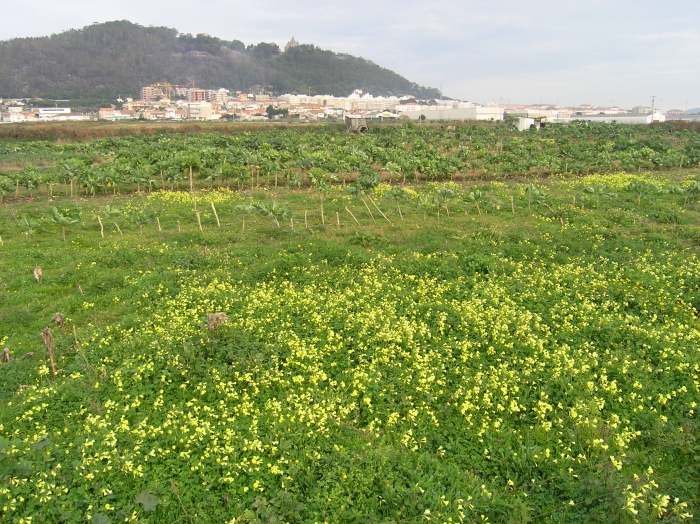 Viana do Castelo #1