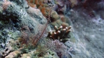 Crinoidea (sea lilies and feather stars)