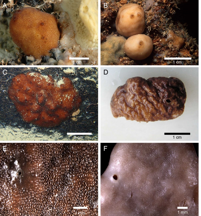 External morphology