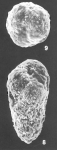 Verneuilinulla advena (Cushman) identified specimen