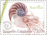 Nautilus sp.