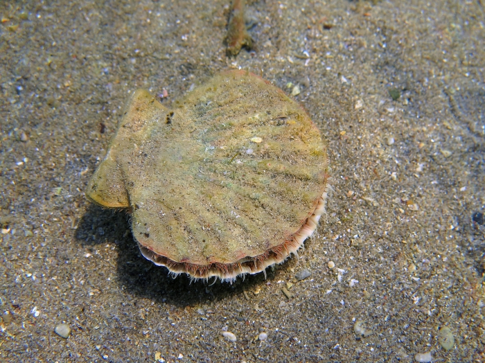 Pecten jacobaeus