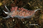 Nudibranchia