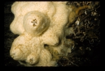 Porifera (sponges)