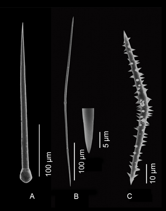 Halicnemia caledoniensis