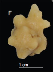 Sample MNHN-IP-2008-205 from Atlantis Seamount