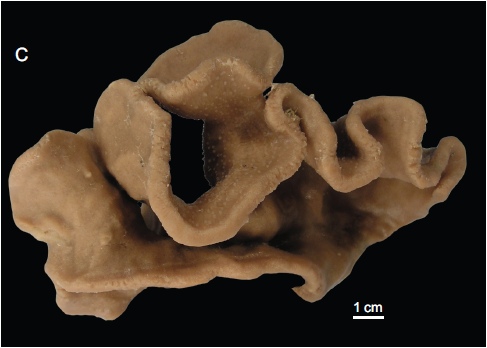 Sample MNHN-IP-2008-239 from Hyères Seamount