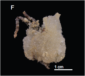 Sample MNHN-IP-2018-92 from Gorringe Seamount