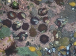 sea-urchins in rock pool