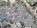 sea-anemones in rock pool