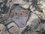 Red algal rock pool