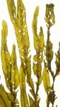 Phaeophyta (brown algae)