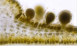 Phaeophyta (brown algae)