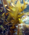 Undaria pinnatifida, author: Ignacio Bárbara Undaria pinnatifida, author: Ignacio Bárbara