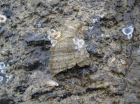 fossiele schelp