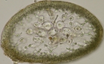Rhodophyta (red algae)