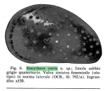 Eucythere curta Ruggieri, 1975 from the original description