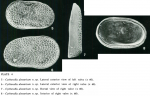 Cytherella alvearium Bonaduce, Ciampo & Masoli, 1976 from the original description