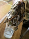 eendenmossels, author: filip nuyttens