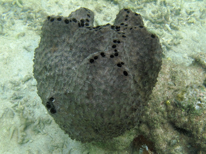 Ircinia strobilina at Bocas del Toro (Panama, Caribbean)