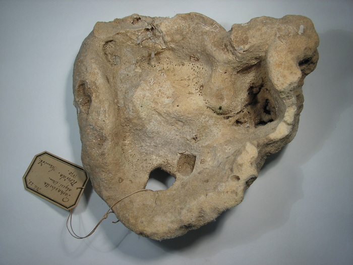 Holotype