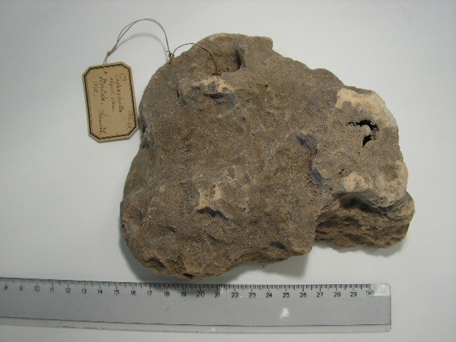 Holotype