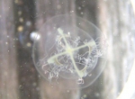 Nemopsis bachei, author: JP Vanderperren
