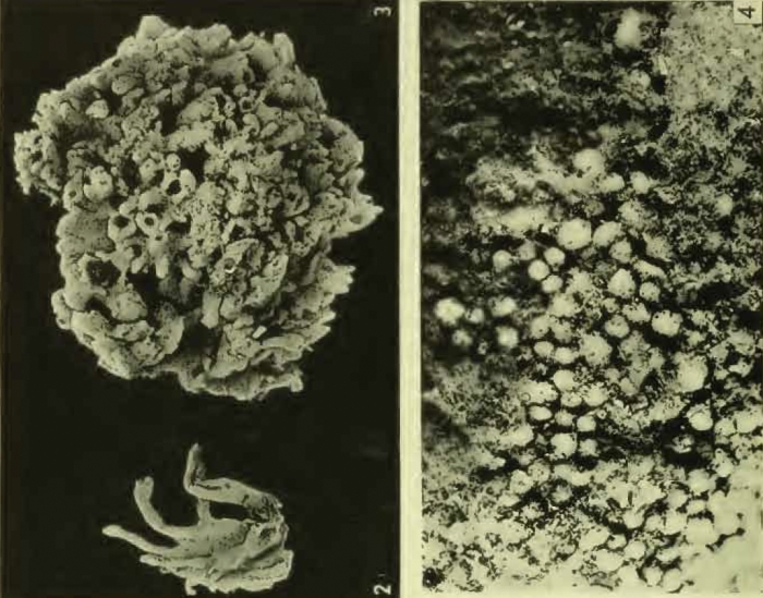 Haliclona loosanoffi Hartman, 1958