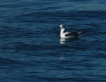 dwergmeeuw - Larus minutus