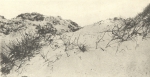 Massart (1908, foto 32)