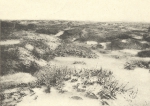 Massart (1908, foto 34)