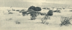 Massart (1908, foto 039) Massart (1908, foto 039)