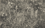 Massart (1908, foto 51)