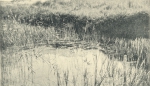 Massart (1908, foto 53)